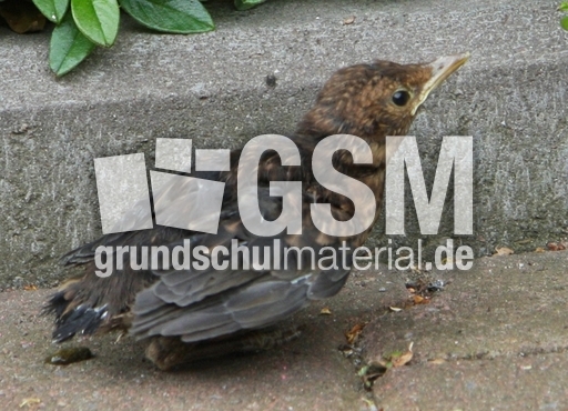 junge-Amsel-2010 008.jpg